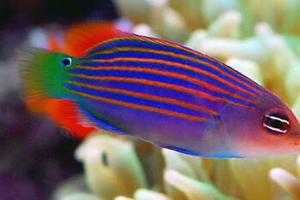 Six line wrasse Thumbnail
