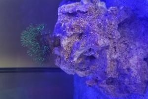 Green Star Polyp Thumbnail