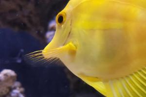 Yellow Tang Thumbnail