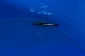 Skunk cleaner shrimps Thumbnail