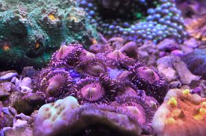 Sakura zoa Thumbnail