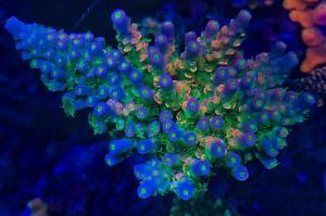 Jepoy’s 90 gallon reef tank on Jul 1, 2020