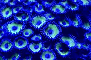 Zoas Thumbnail