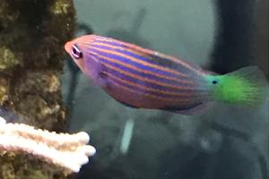 6 line wrasse Thumbnail