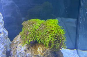 Green Star Polyps GSP Thumbnail