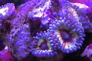 Sonic Flare Zoa Thumbnail