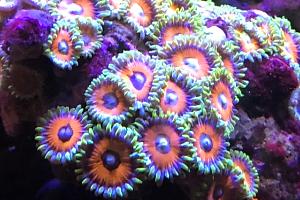 Wammin’ Water mellon Zoa Thumbnail