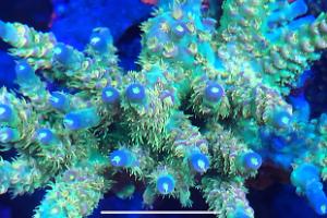 Jepoy’s 90 gallon reef tank on July 7, 2020