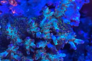 Jepoy’s 90 gallon reef tank on July 7, 2020