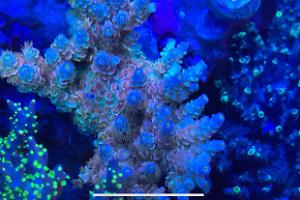 Jepoy’s 90 gallon reef tank on July 7, 2020