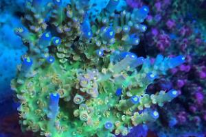 Jepoy’s 90 gallon reef tank Thumbnail