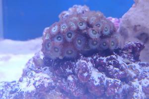 Zoanthus sp Thumbnail