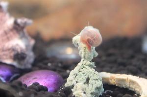 Ramshorn Snails Thumbnail