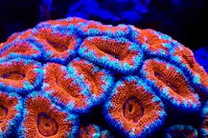 Ross’ Reef Thumbnail