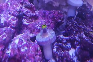 Zoanthus Rasta Thumbnail