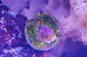Zoanthus Scrambled egg Thumbnail