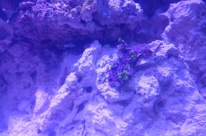 Green Star Polyp Thumbnail