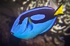 Blue Tang Thumbnail