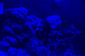Yellow tang Thumbnail