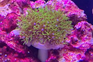 Green Star Polyp Thumbnail