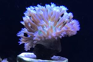 Japanese Toadstool Thumbnail