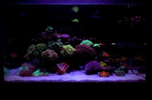 My Reef Thumbnail