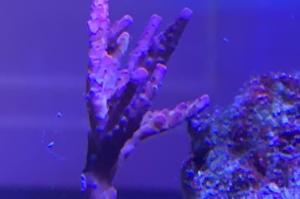 Rainbow acro Thumbnail