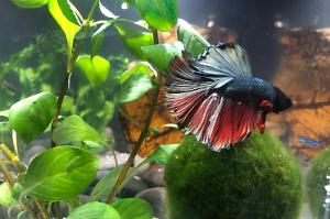 Betta Boo Thumbnail