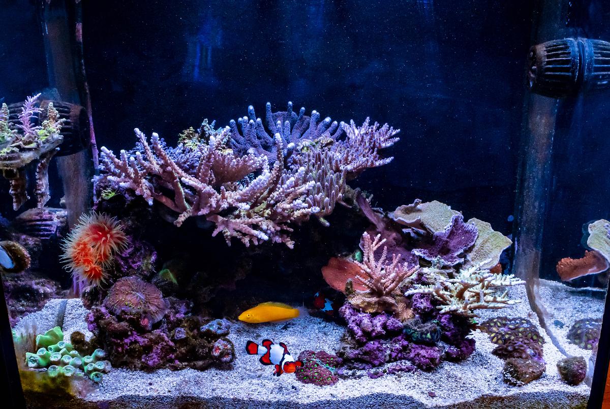 TeenyReef's IM40 Not So Teeny Tank on July 26, 2020