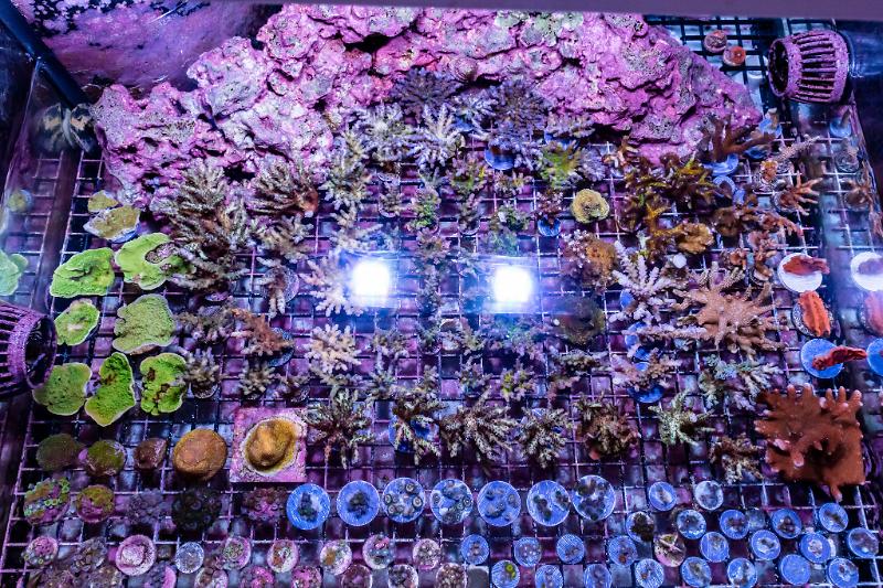 Teenyreef's Deep Blue 30g Thumbnail