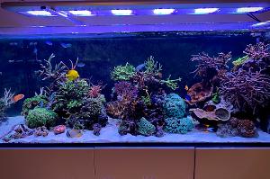 P650 Thumbnail