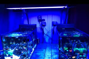 Evo 13.5 Reef 1 Thumbnail