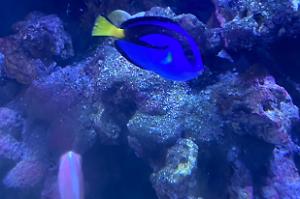 Hippo Tang Thumbnail