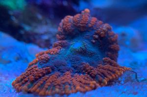 Superman Rhodactis Mushroom Thumbnail