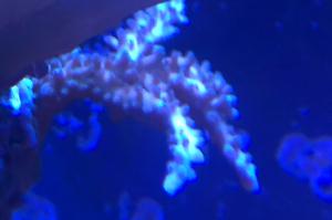 Blue stag Thumbnail