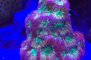 Day-glow Favia Thumbnail