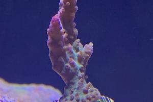 Paletta blue acropora Thumbnail