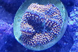 Florida Ricordea Mushroom - Orange Thumbnail