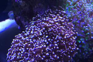 Gold Frogspawn Thumbnail