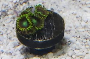 Dragon Eye Zoanthid Thumbnail