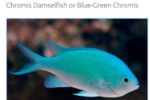 blue-green chromis Thumbnail