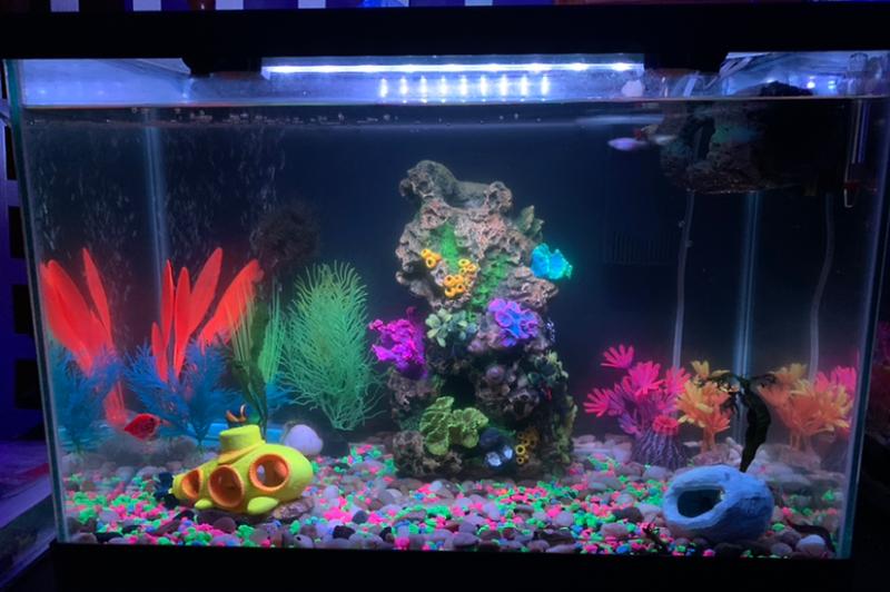 Fish Aquarium Thumbnail