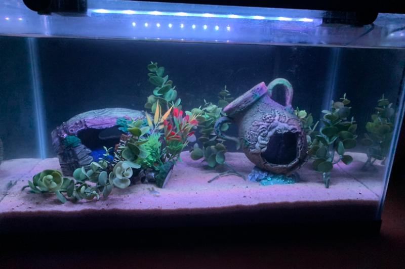 Blue Lobster Tank Thumbnail