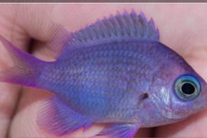 Purple reef Chromis Thumbnail