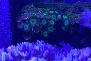 Zoas Thumbnail