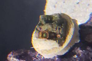 Orange Rim Zoanthids Thumbnail