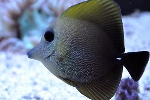 Scopas Tang Thumbnail