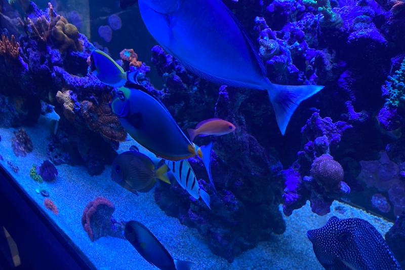 My Aquarium Thumbnail