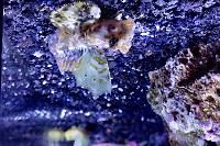 Scooter Blenny