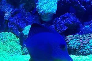 ZEBRASOMA SCOPAS Thumbnail